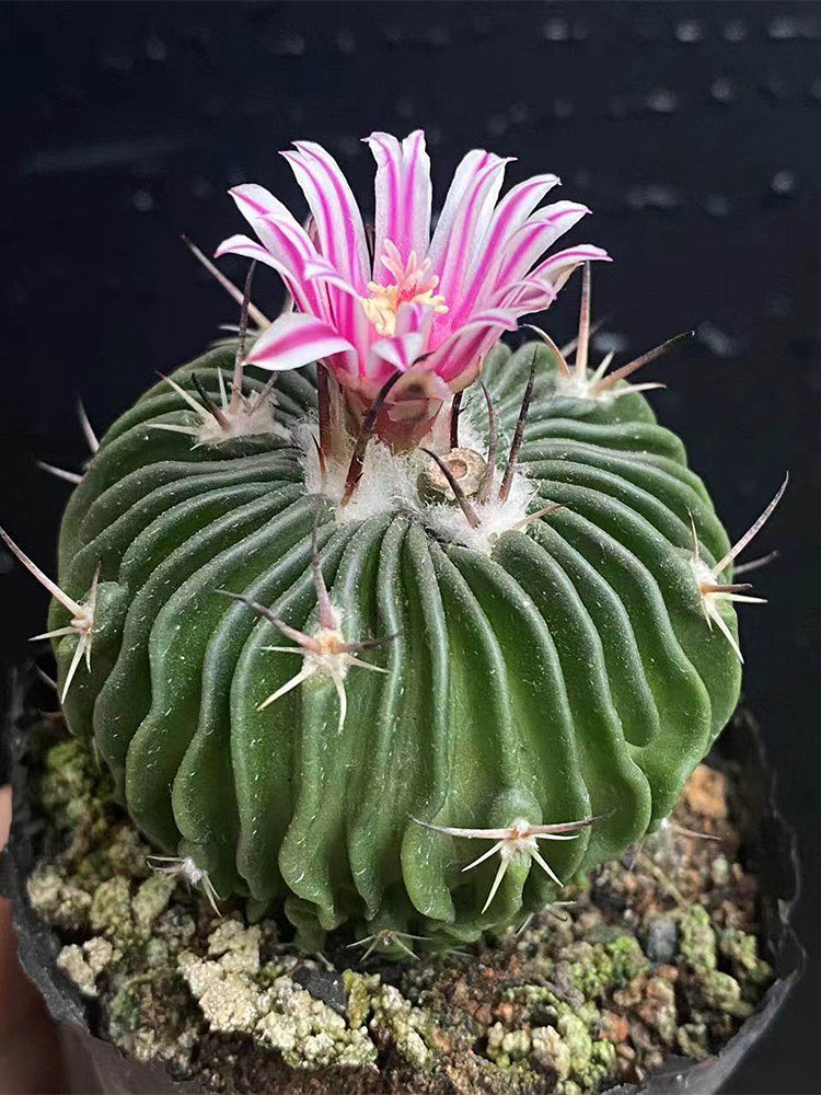 Echinofossulocactus multicostatus