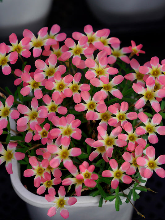 Oxalis Candy Box Series - 'Cherry'