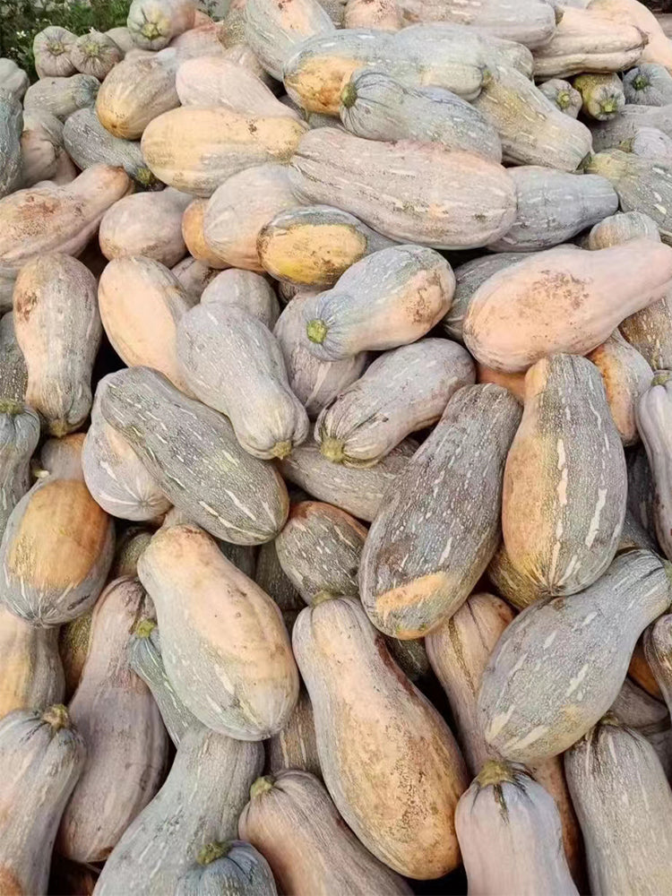 Large-Fruited Miben Pumpkin