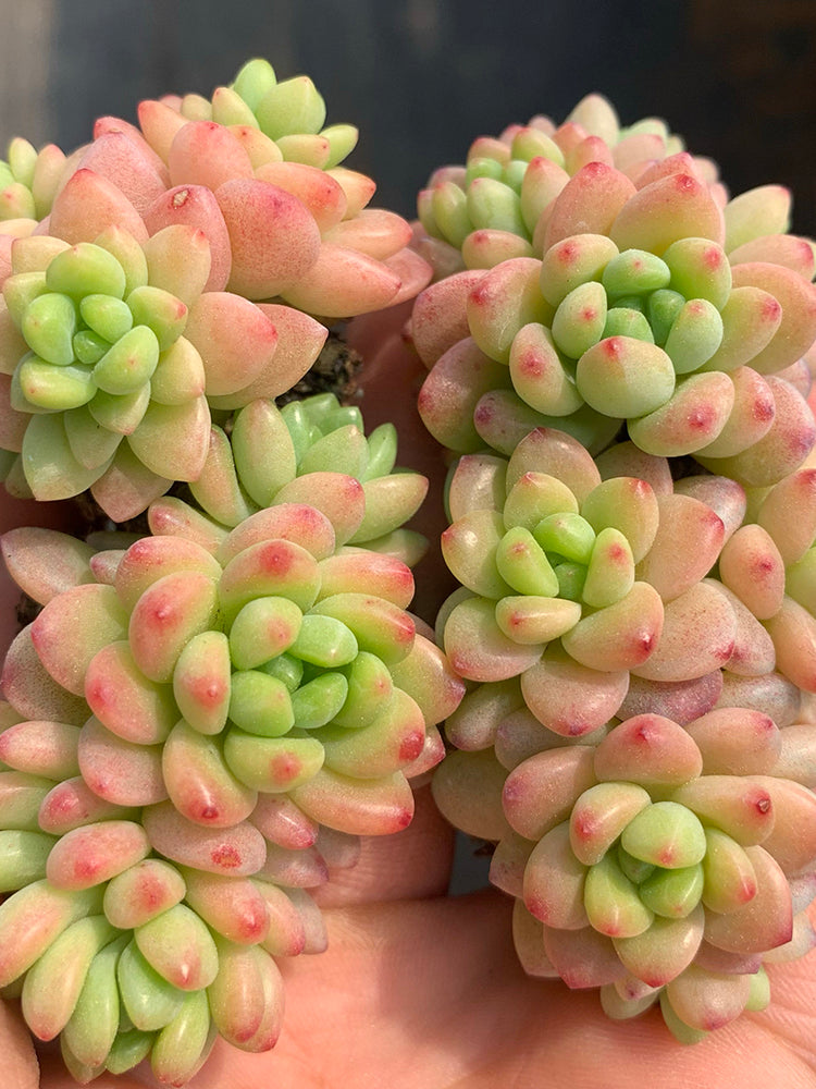 Echeveria cv. 'Shangri-La'