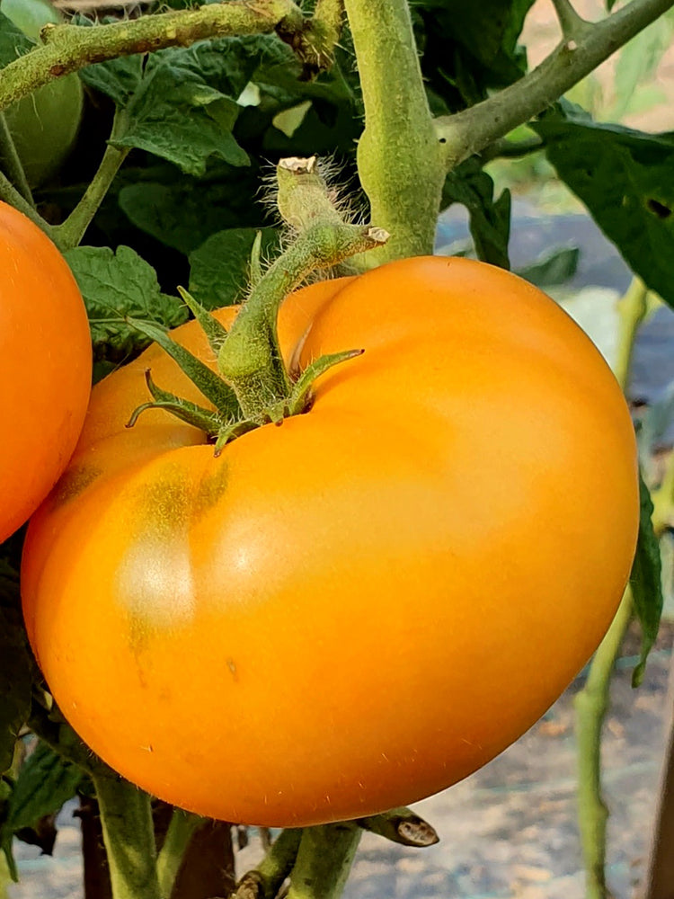 'Peaches and Cream' Tomato