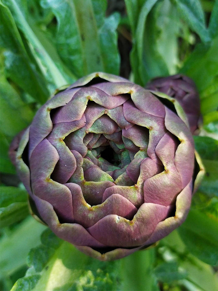 Purple Artichoke