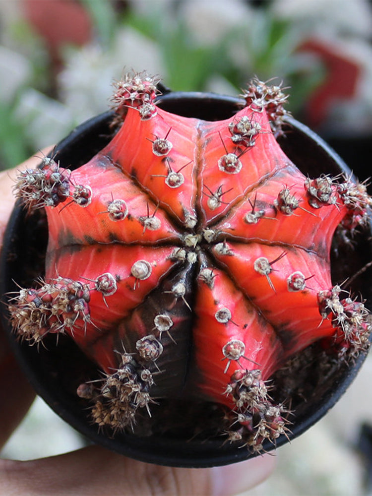Gymnocalycium mihanovichii variegata 'Oil Painting Peony'