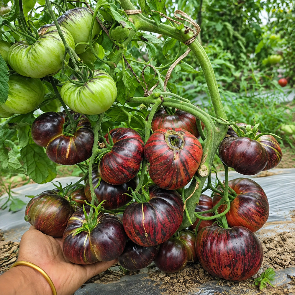 56 Rebel × Marsha's Beefsteak Tomato