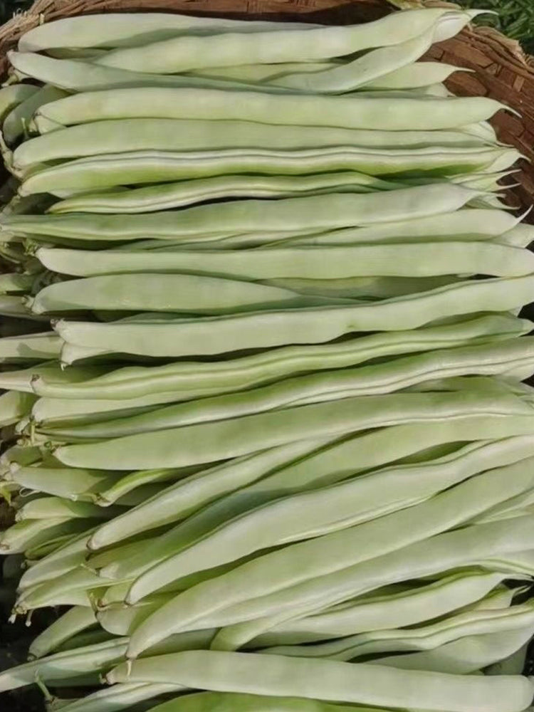 Bai Fumei Pole Bean