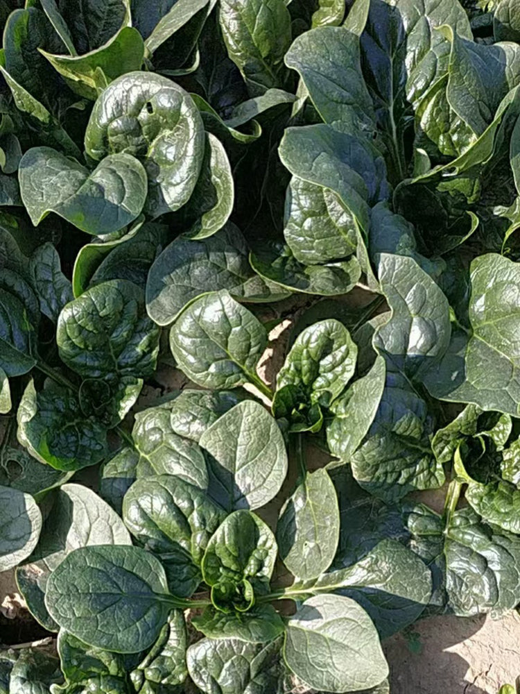 'Mobao 018' Prostrate Spinach
