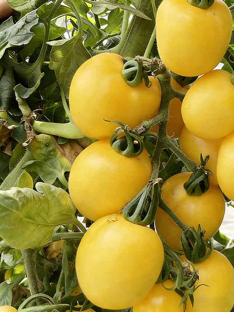 Super Sweet Yellow Peach Fruit Tomato