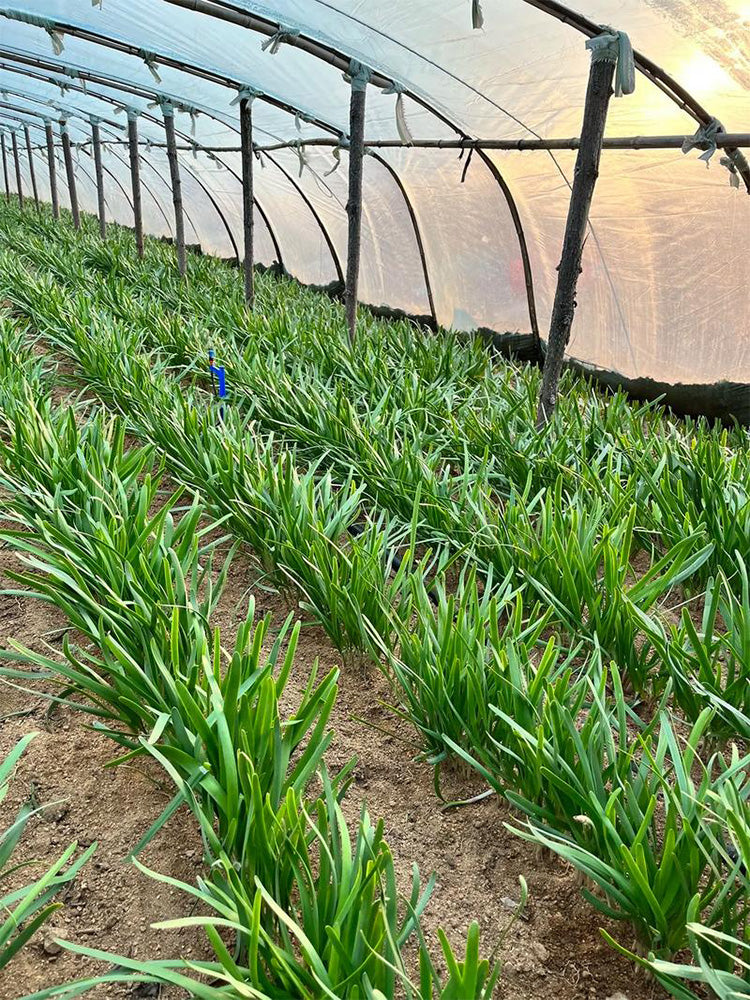 Purple-rooted Chinese Chives