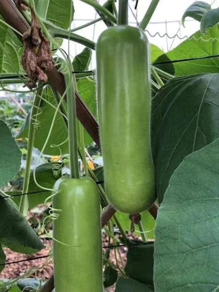 'Zhepu No.9' Bottle Gourds