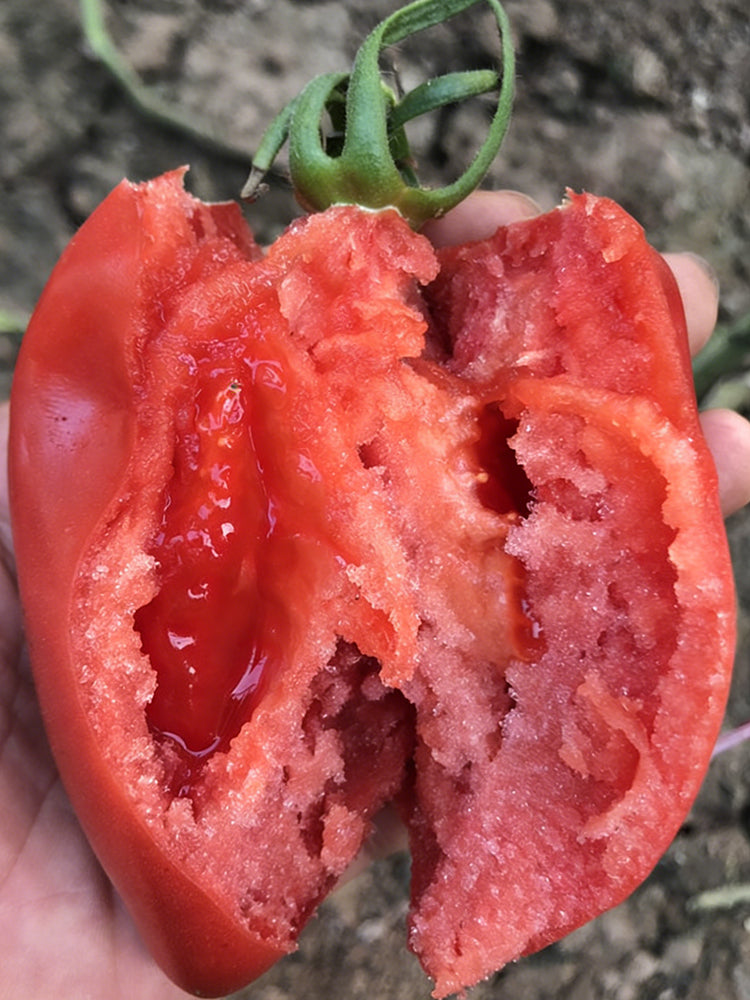 Super Sweet Mango Honey Tomato