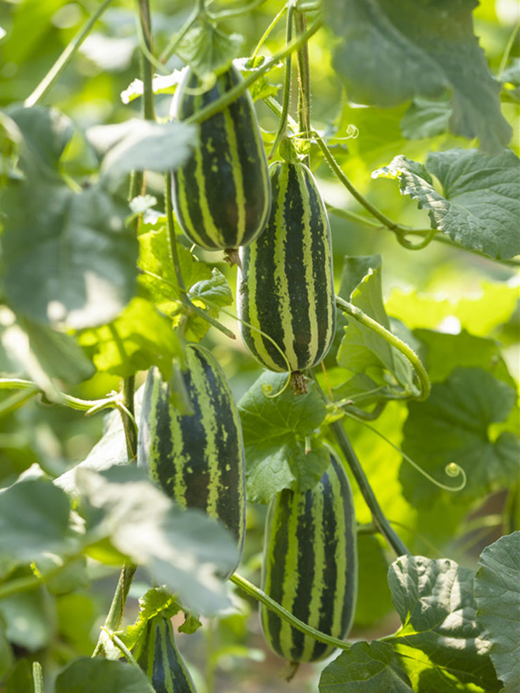 Yiwo Wu Sweet Melon