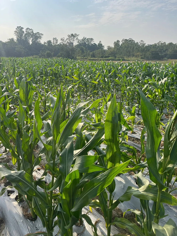 'Caitiannuo No. 6' Waxy Corn