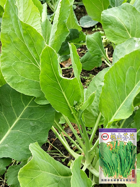 Jiemei Taoshan Chinese Broccoli