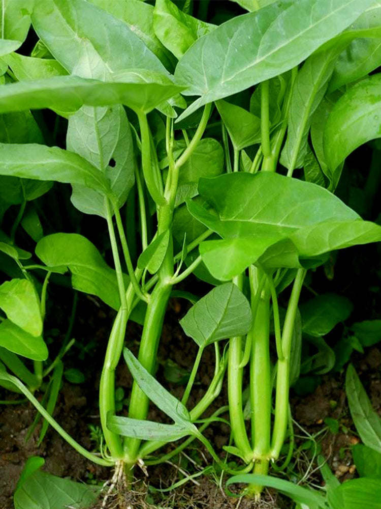 Thai Large Leaf Water Spinach