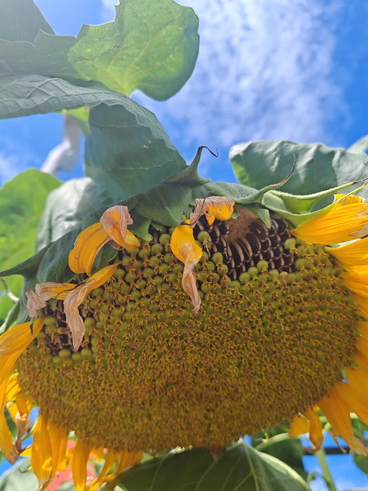 Dwarf Edible Sunflower