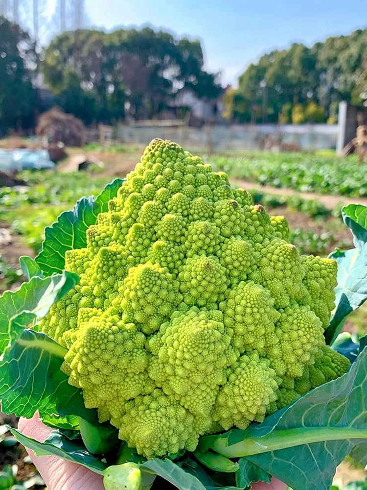 Green Romanesco