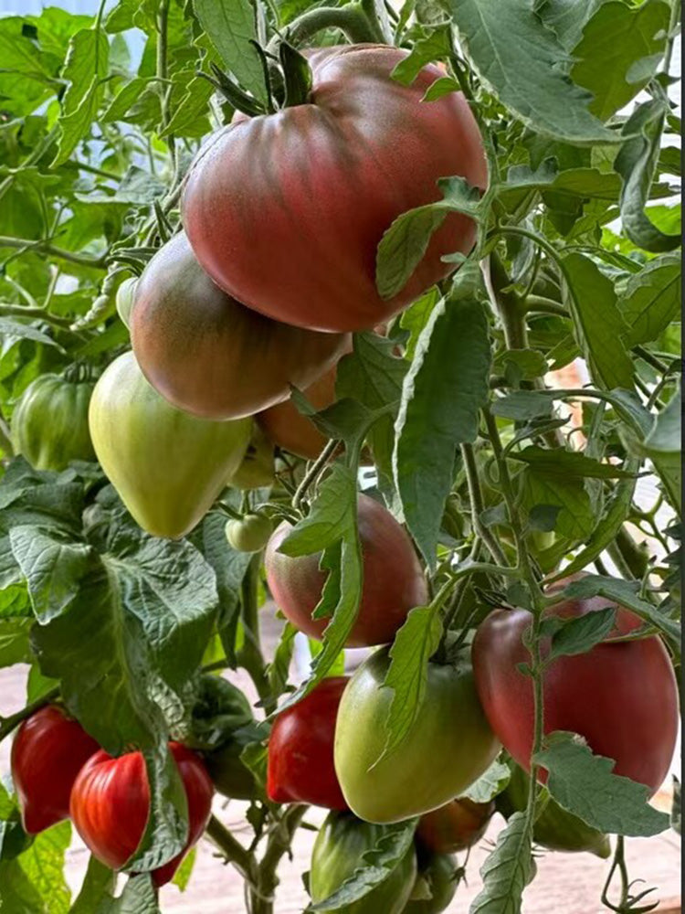 1103 Dark Brown Honey Tomato