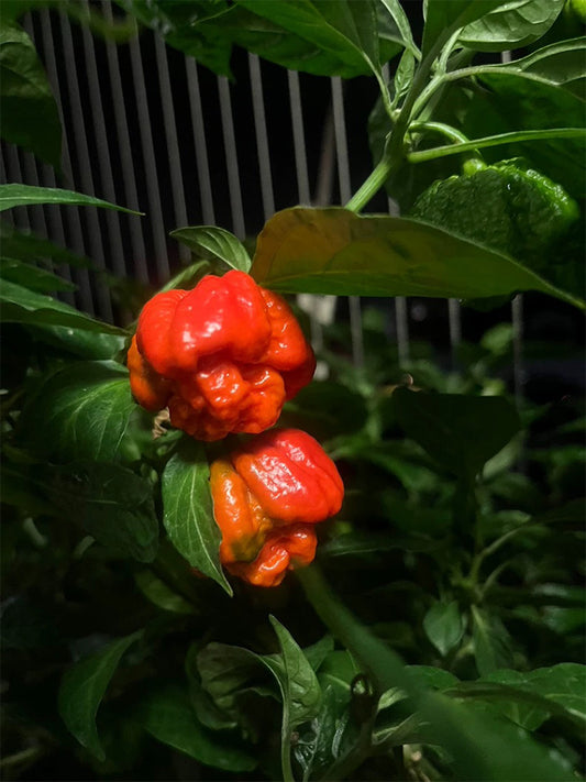 Dragon's Breath Pepper