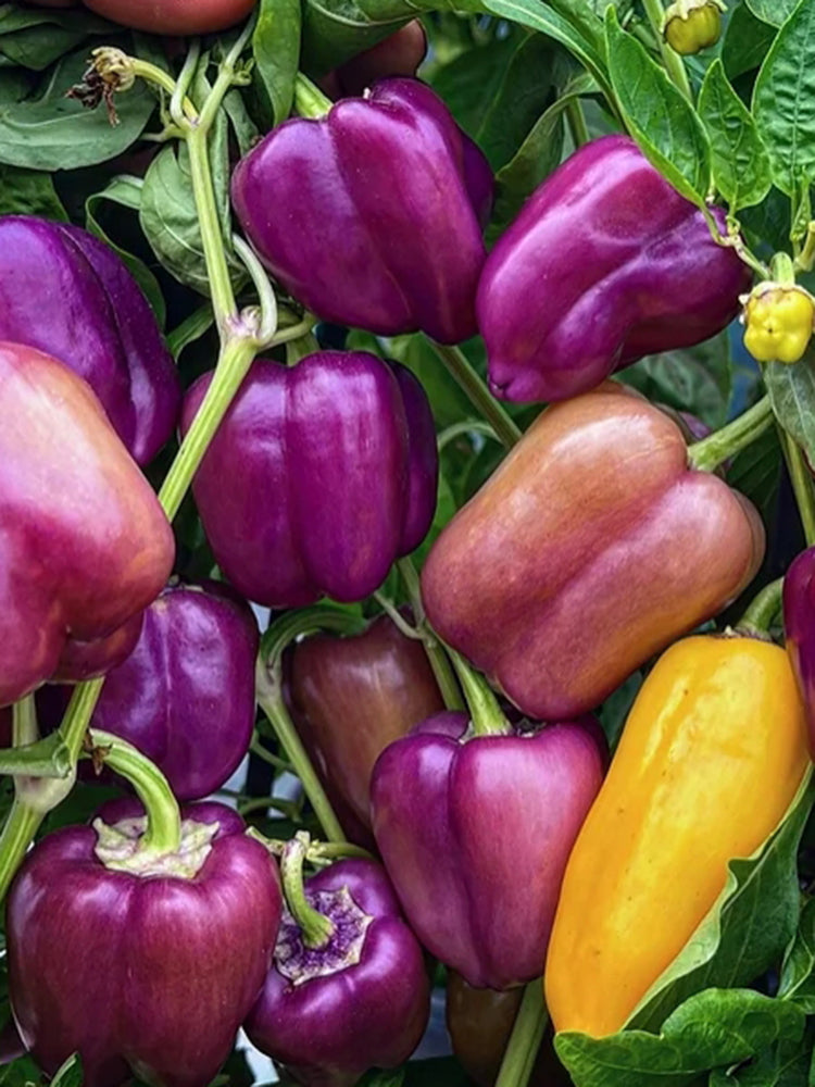 Violgo Sweet Pepper