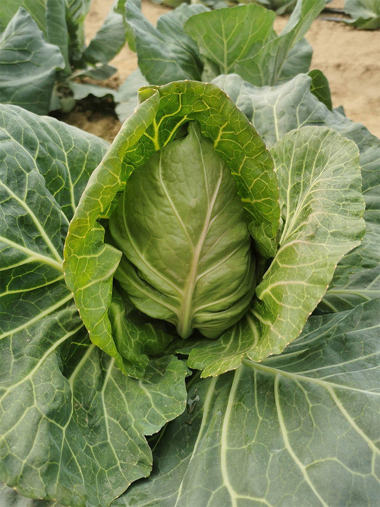 Xingyou Chunfeng Cabbage