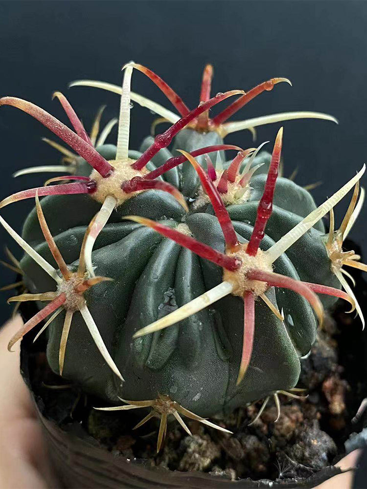 Ferocactus latispinus 'Sunrise'