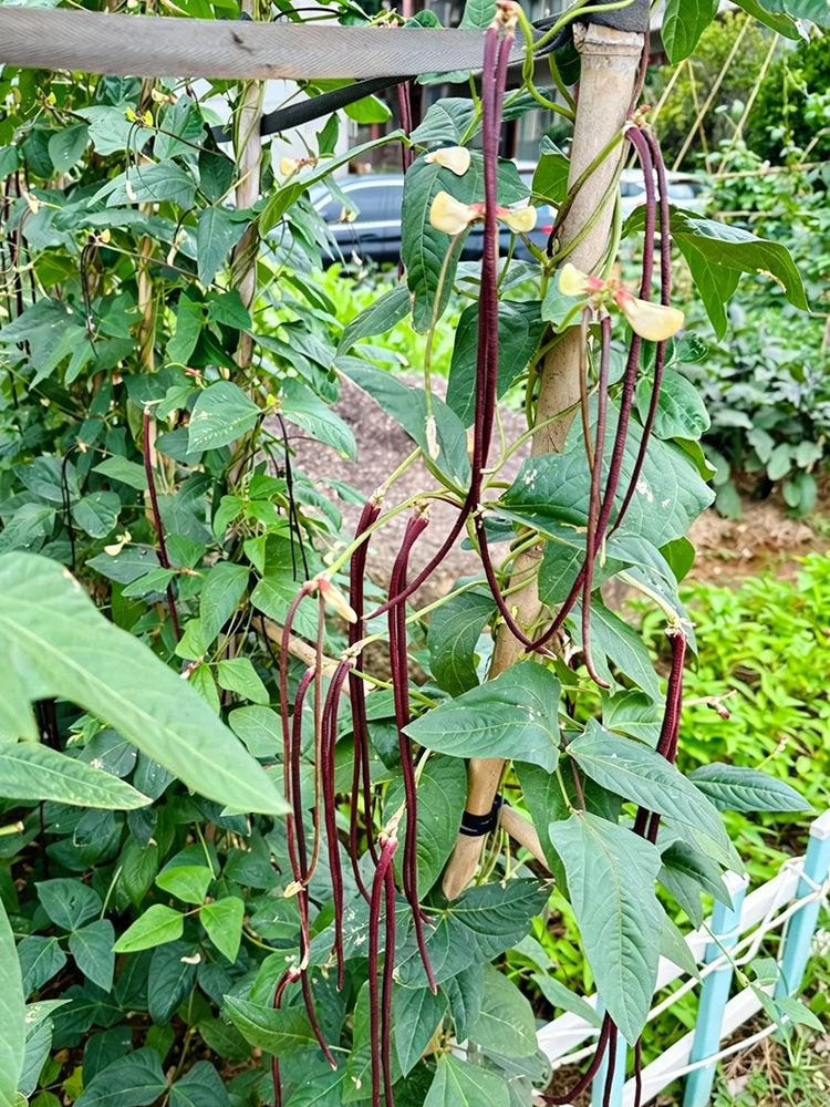 Chunqiu Red Cowpea