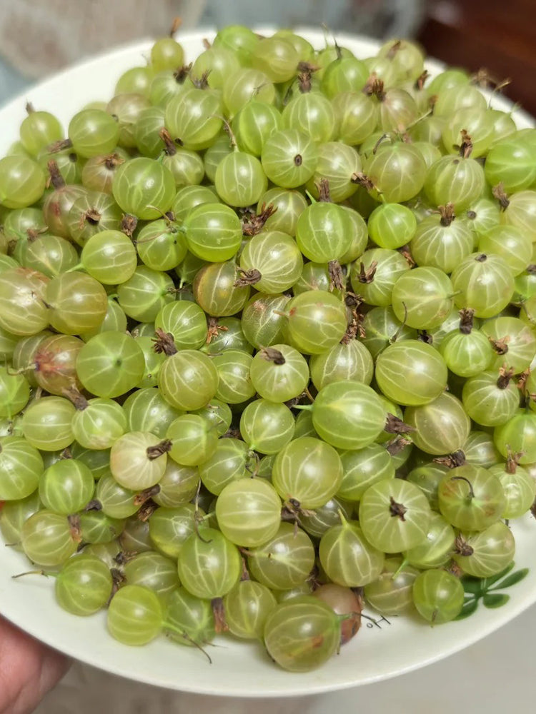 Green Gooseberry