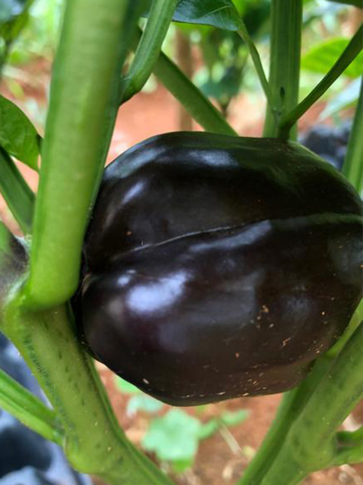 Black Fruit Sweet Pepper