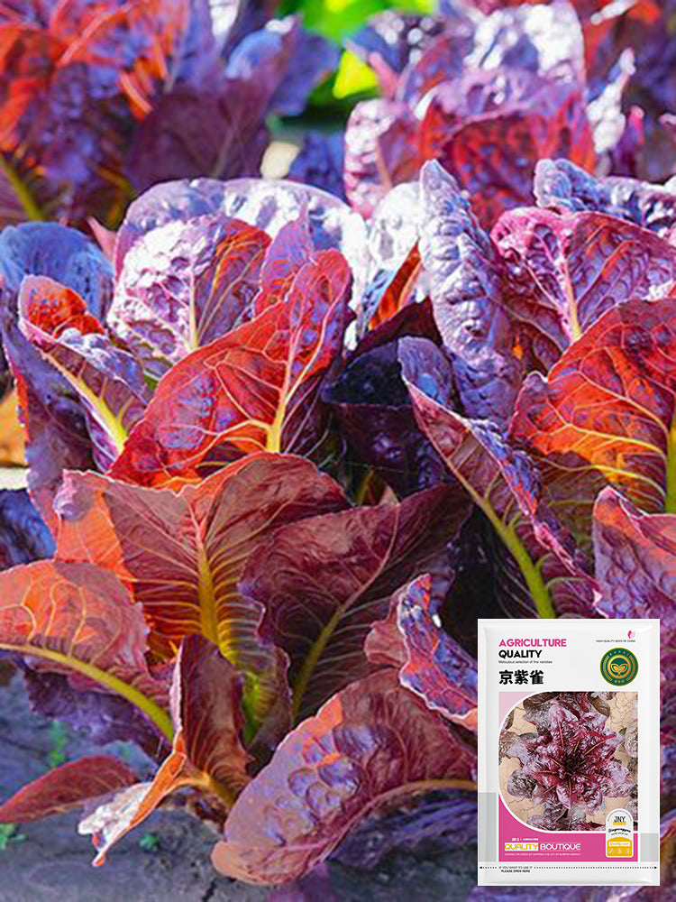 'Jing Zique' Lettuce
