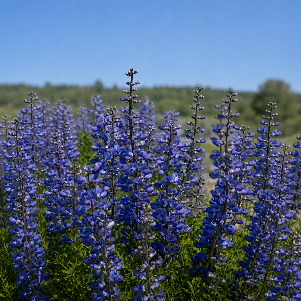 U2221 Blue False Indigo