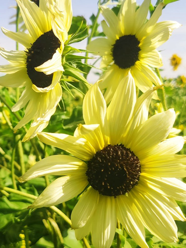 'Lemon Boy' Ornamental Sunflower