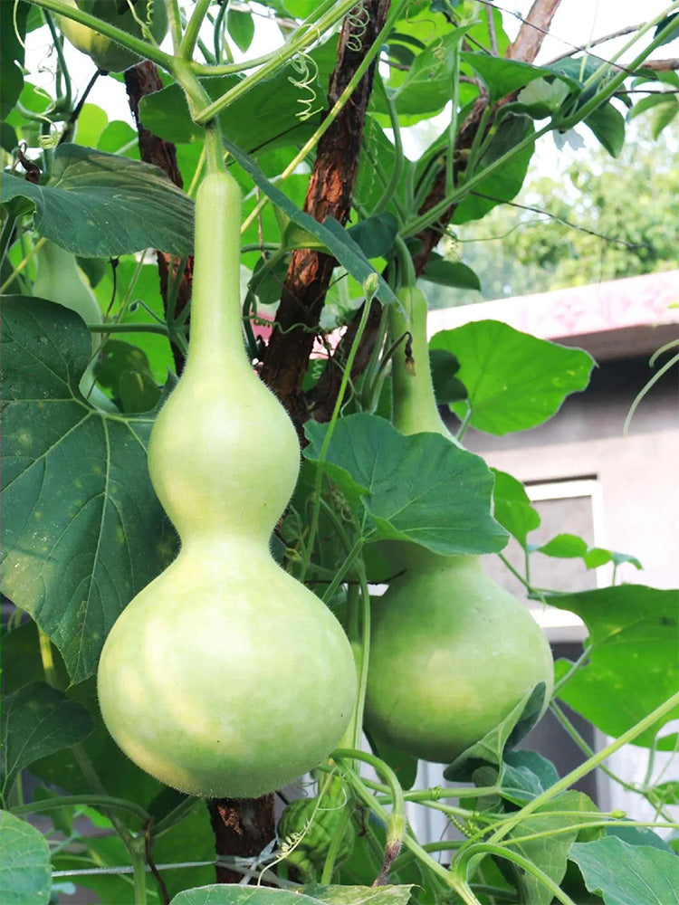 Extra Large Waist Gourd