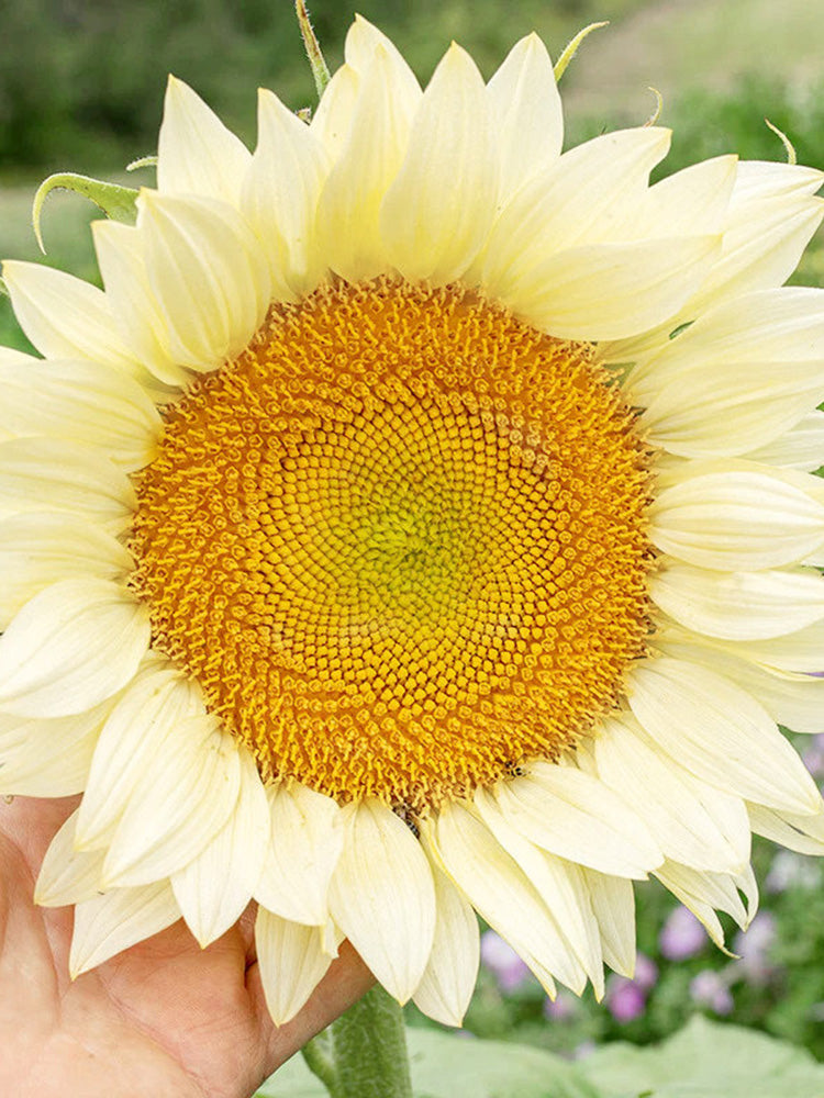 'White Moonlight' Sunflower