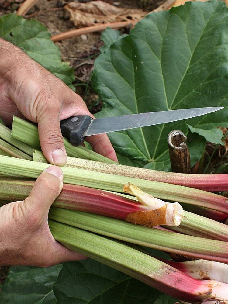 Garden Rhubarb
