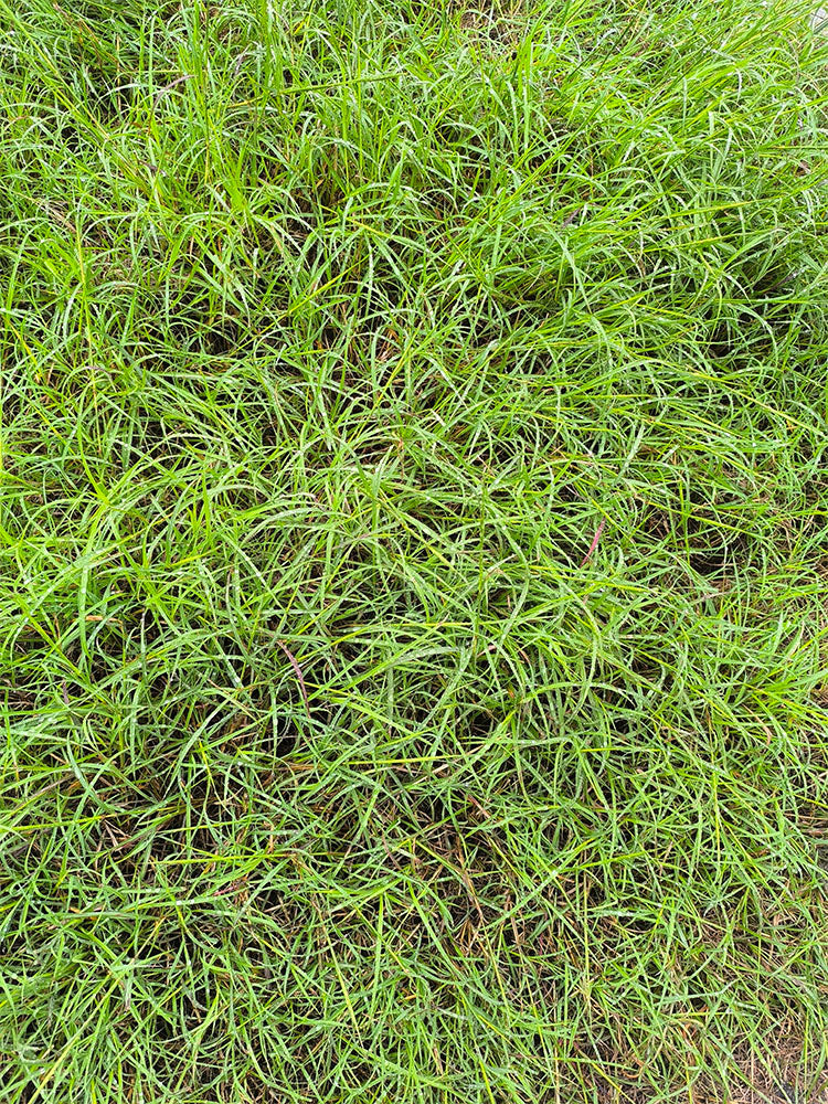 Bermudagrass