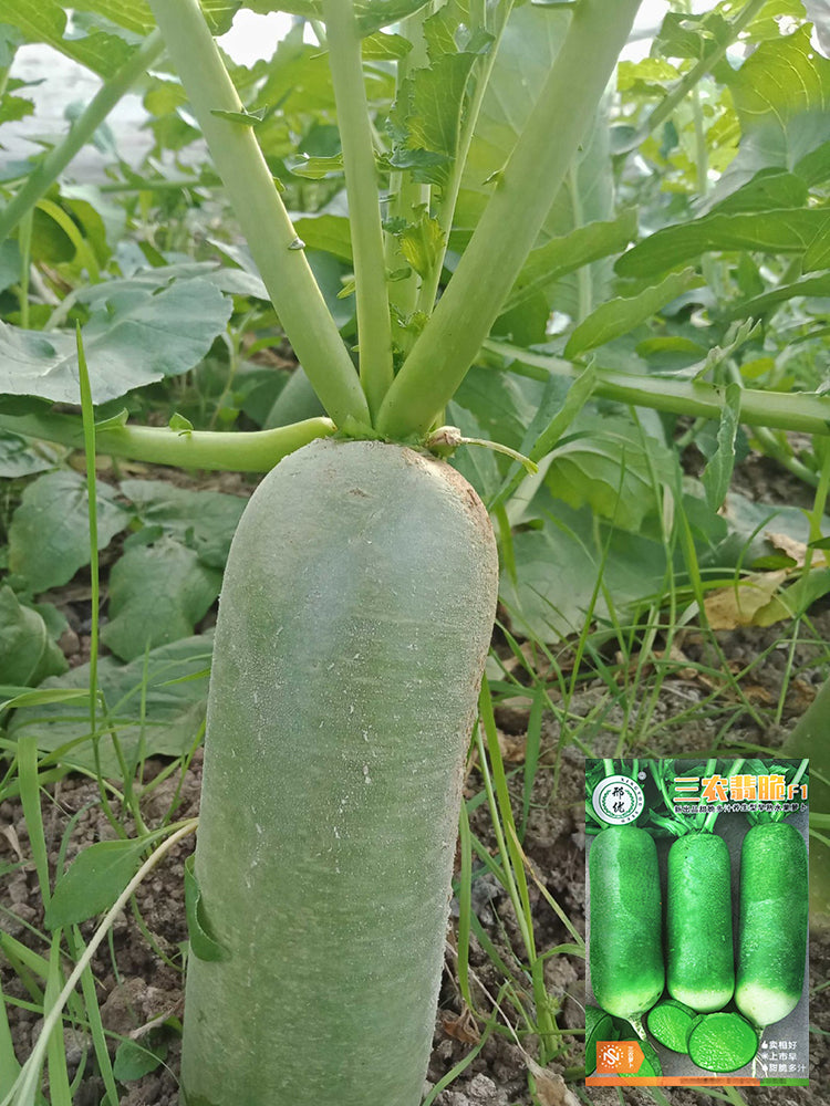 'SanNong Feicui' Fruit Radish