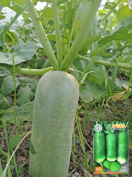 'SanNong Feicui' Fruit Radish