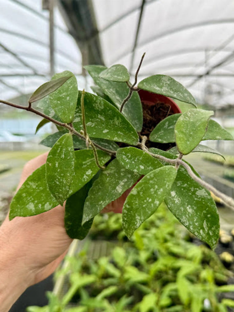 Phuwua Hoya Stem Cuttings