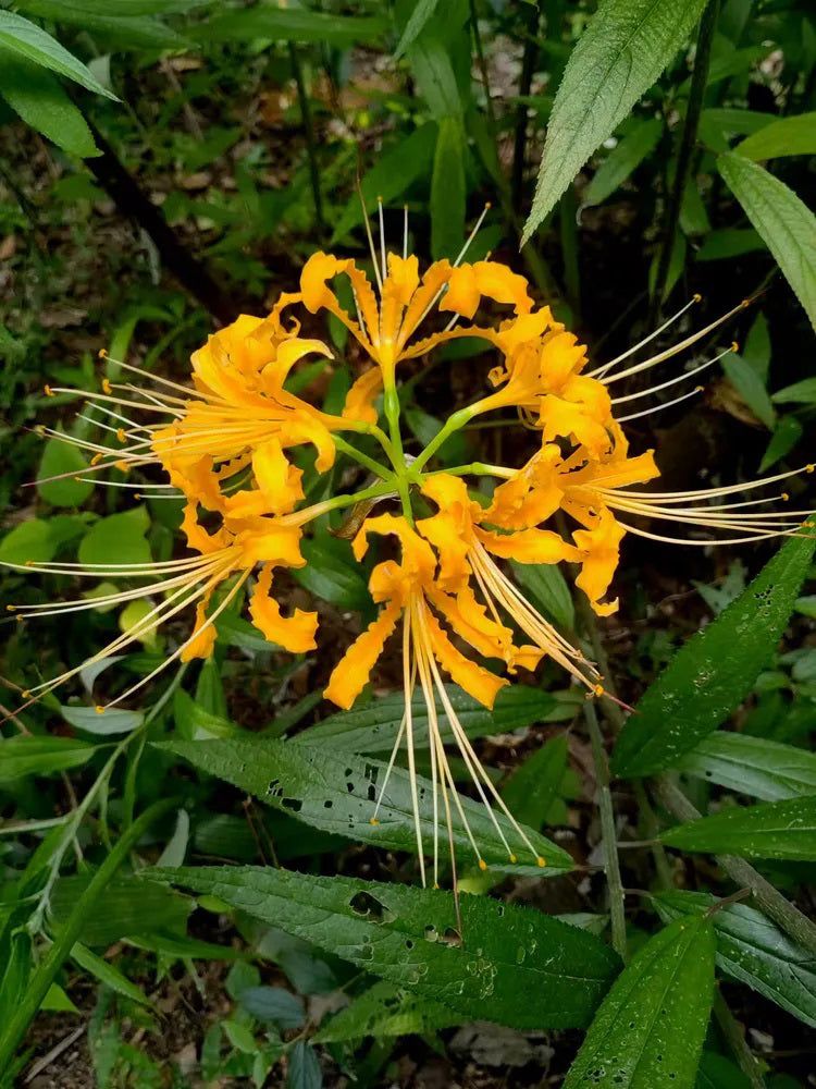 Golden Spider Lily