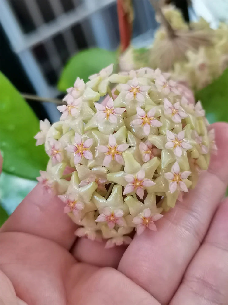 Hoya balaensis Unrooted Stem Cuttings