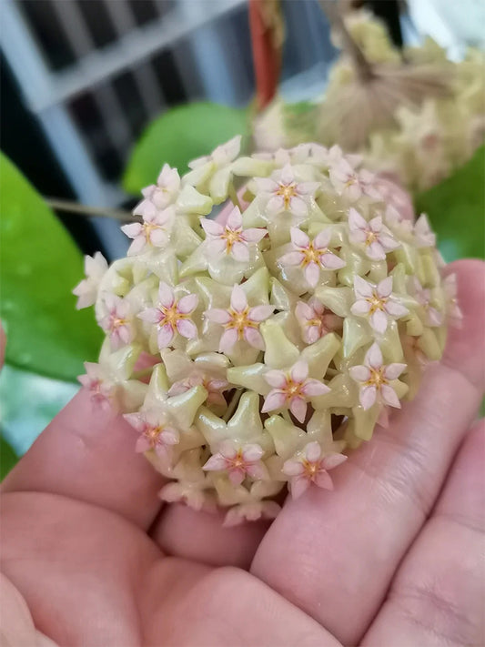 Hoya balaensis Unrooted Stem Cuttings