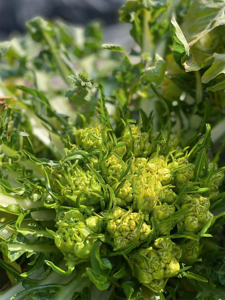 Puntarelle Chicory