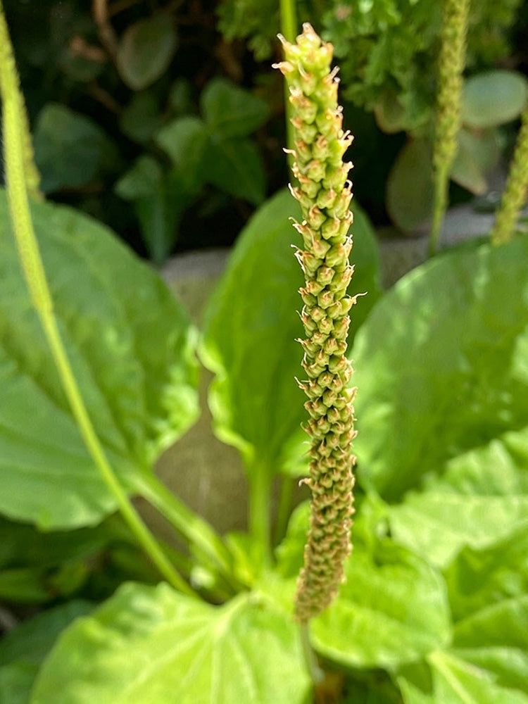 Common Plantain