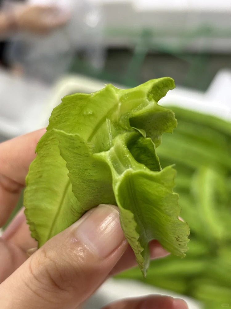 Winged Bean (Psophocarpus Tetragonolobus)