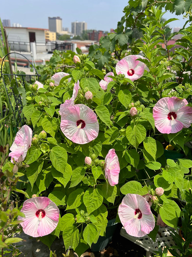 Swamp Rose Mallow Mixed