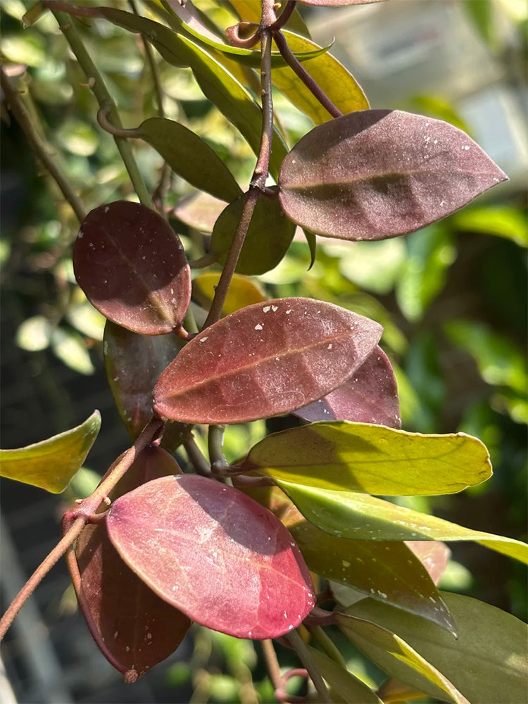 Hoya walliniana 'Dark Leaf Splash' Unrooted Stem Cuttings