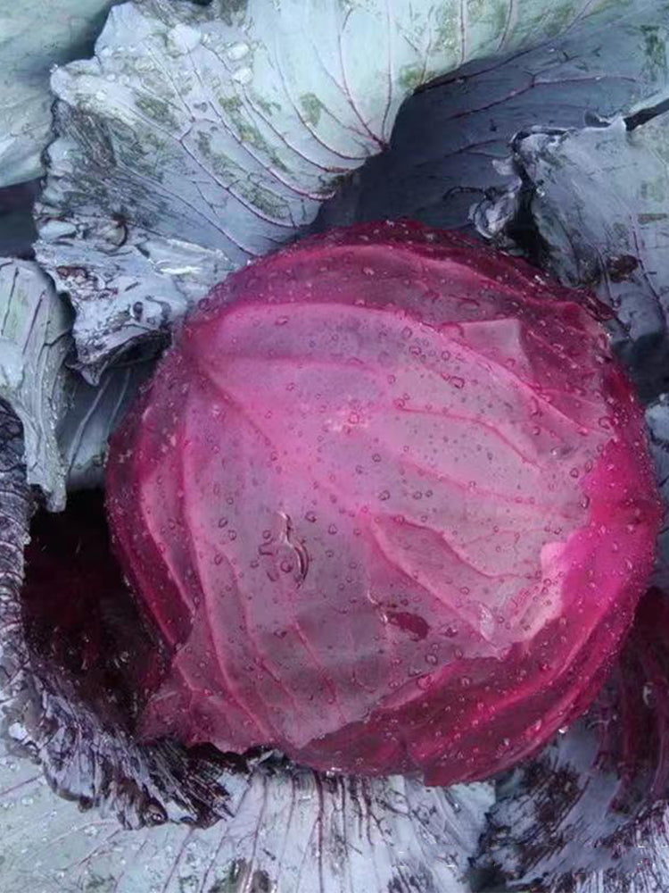 Violet Cabbage