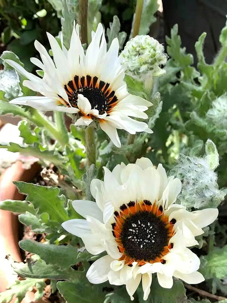 Double White Cape Daisy