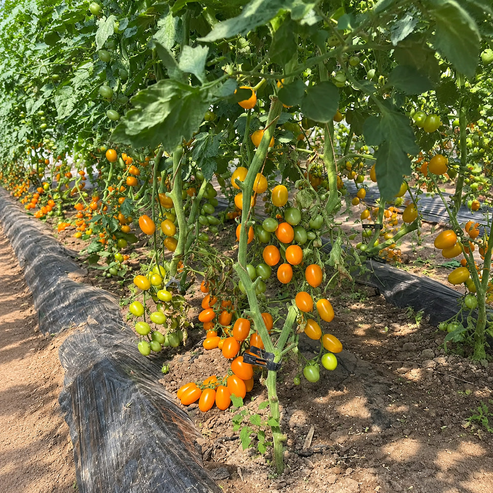 W1311 Chengduoduo F1 Orange Grape Tomato