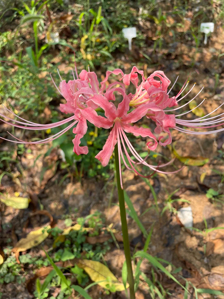 Hubei Pink Lycoris